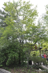 Amelanchier laevis 'Cumulus' — photo 4